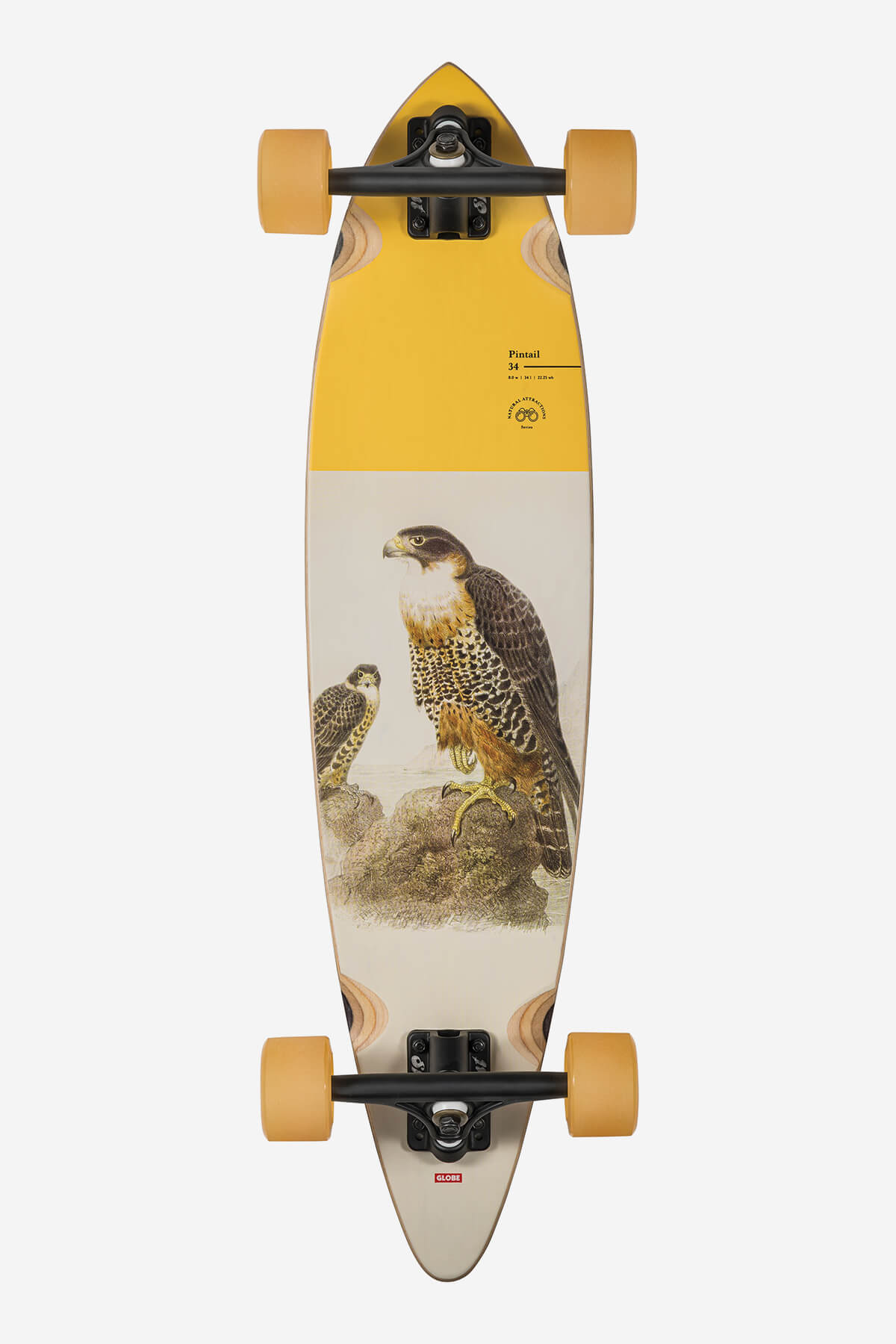 Pintail - Falcon - 34 Longboard